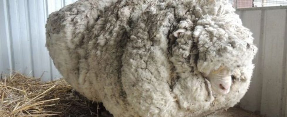 overgrown sheep