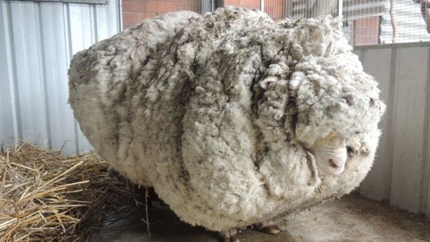 overgrown sheep