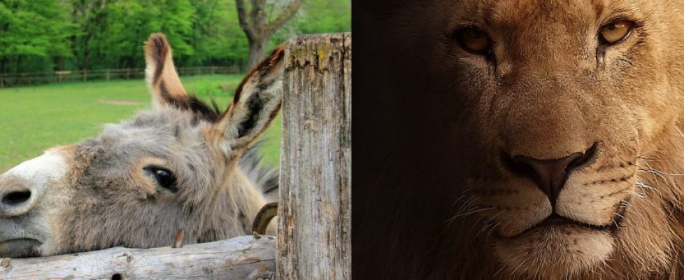 lion-or-donkey