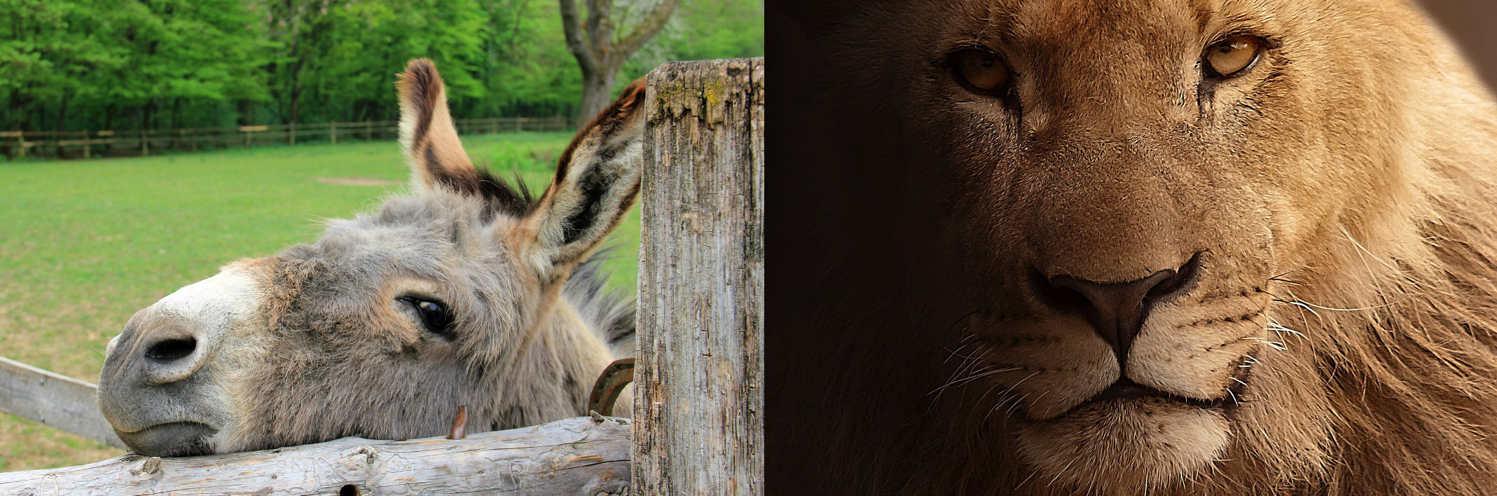 lion-or-donkey