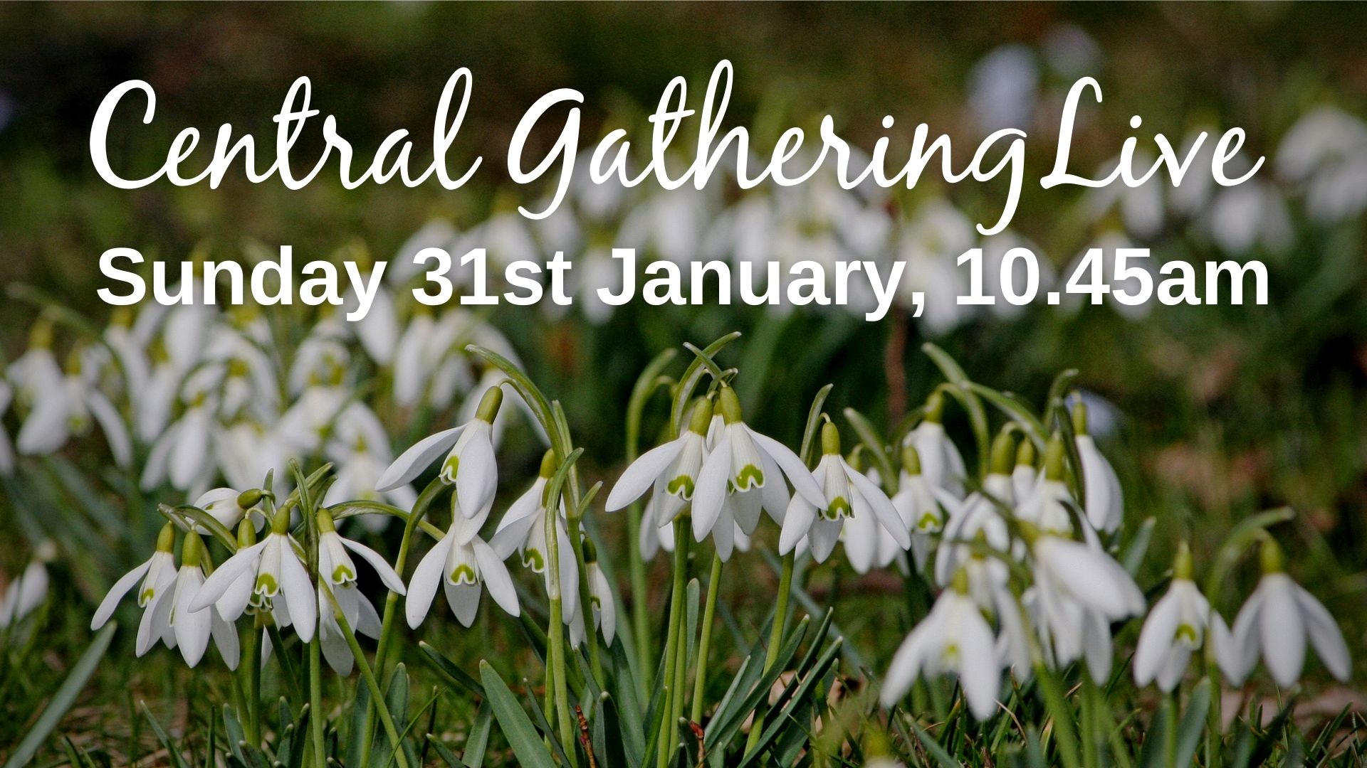 Central Gathering Live (1)