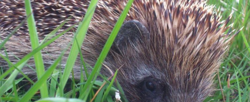 hedgehog