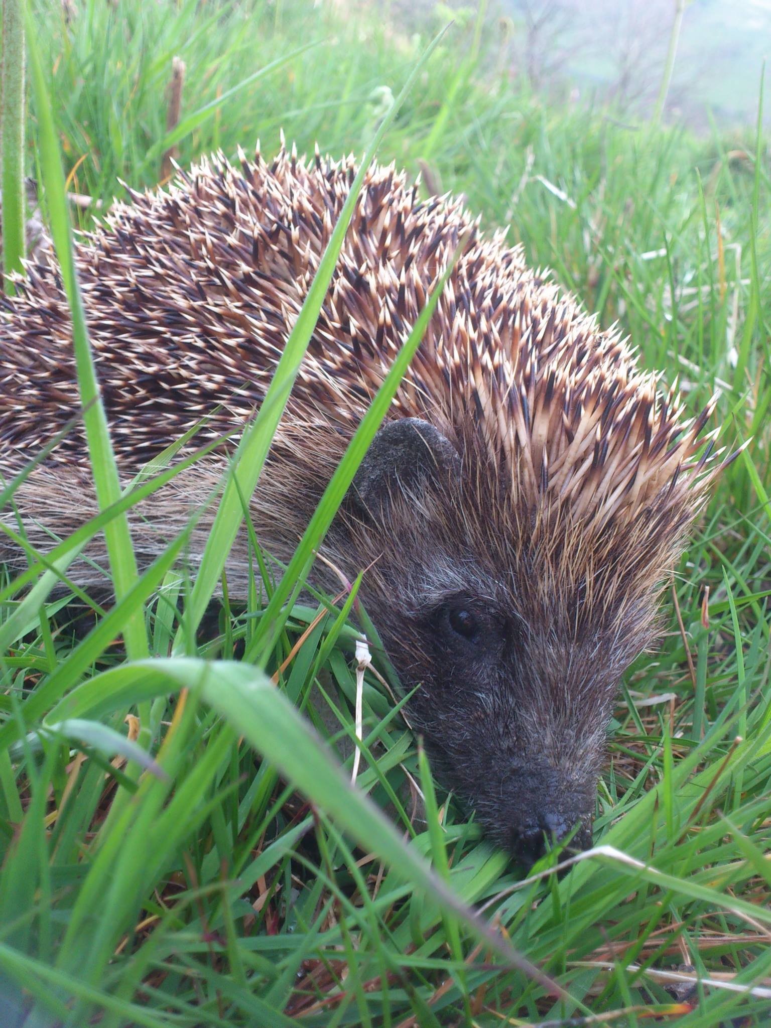 hedgehog